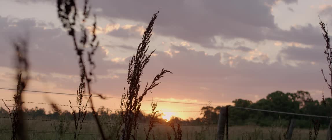 A barbed wire fence in a field at sunset