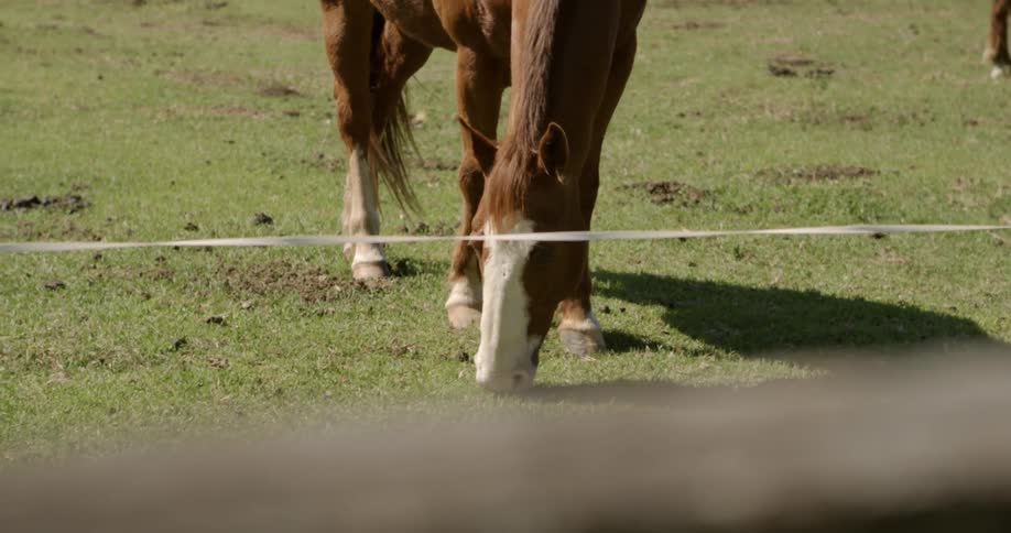A horse is grazing on grass by the fence