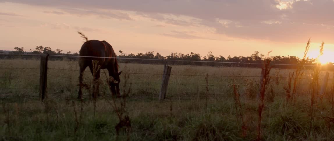 A horse is grazing on grass behind the fence