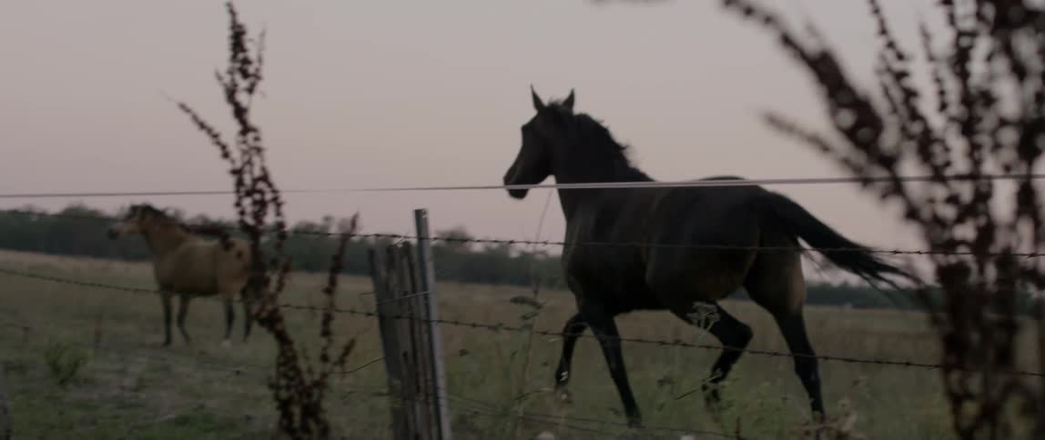 A horse gets startled and runs away behind a barbed wire fence