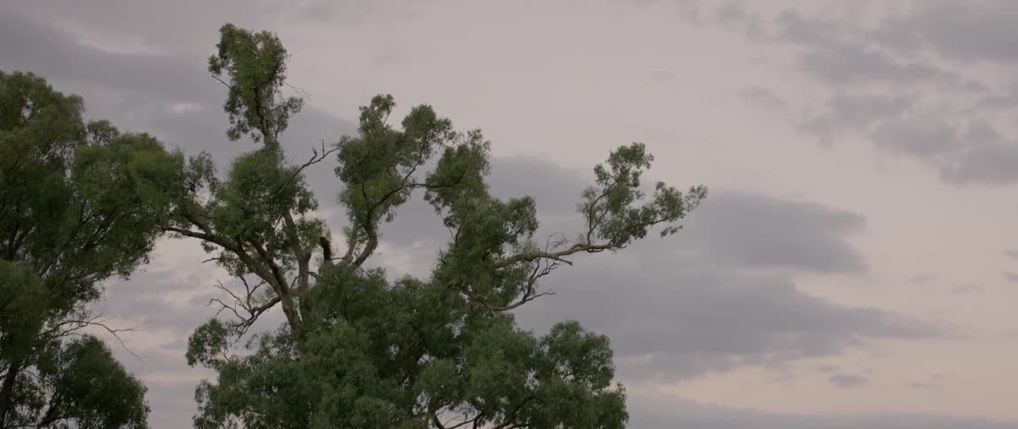 The branches and leaves of a tree blow in the wind at dawn
