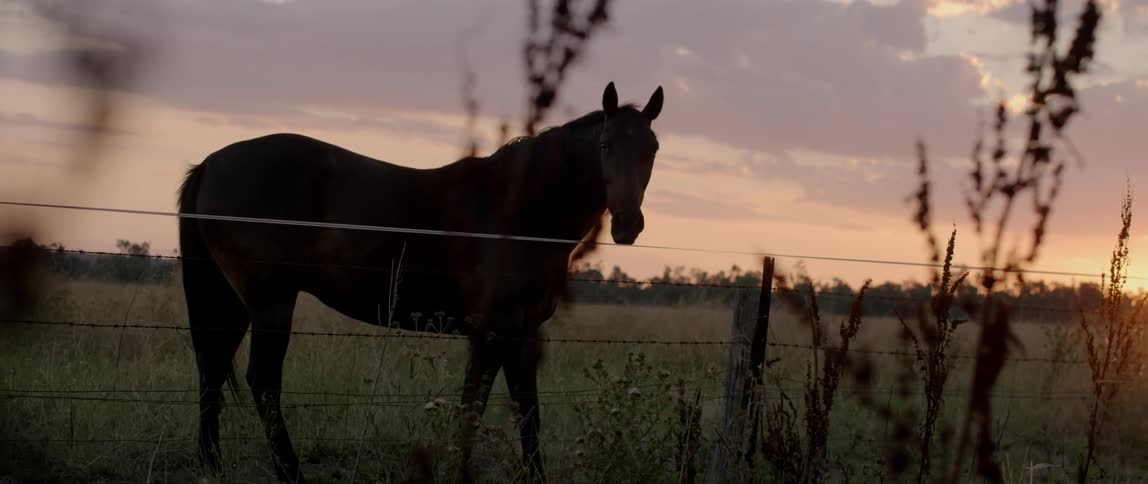 Lone horse stands in a pasture at sunset