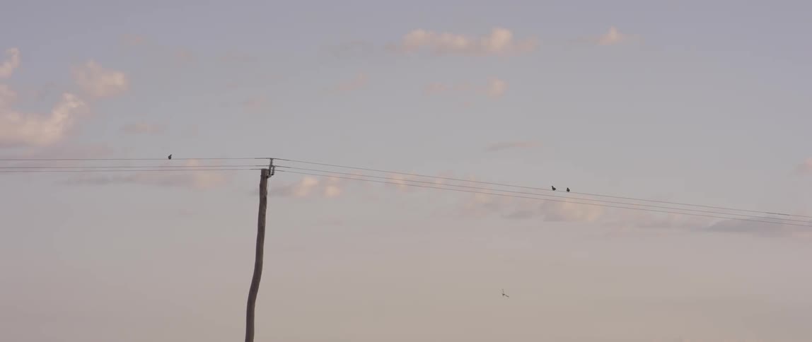 Birds fly and land on the power line