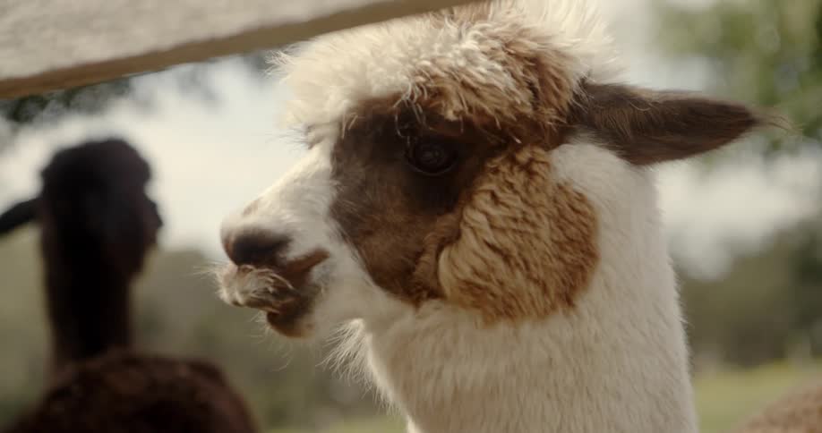 A llama is standing by the fence