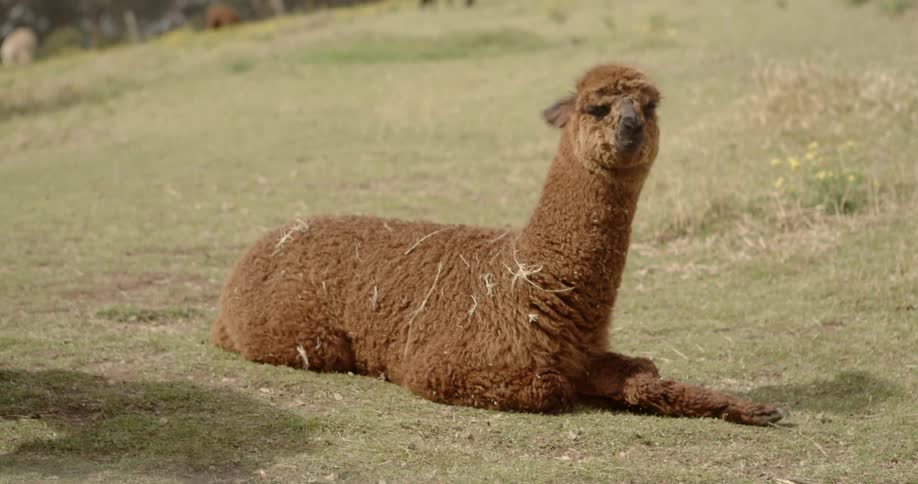 An alpaca lays in a grassy field