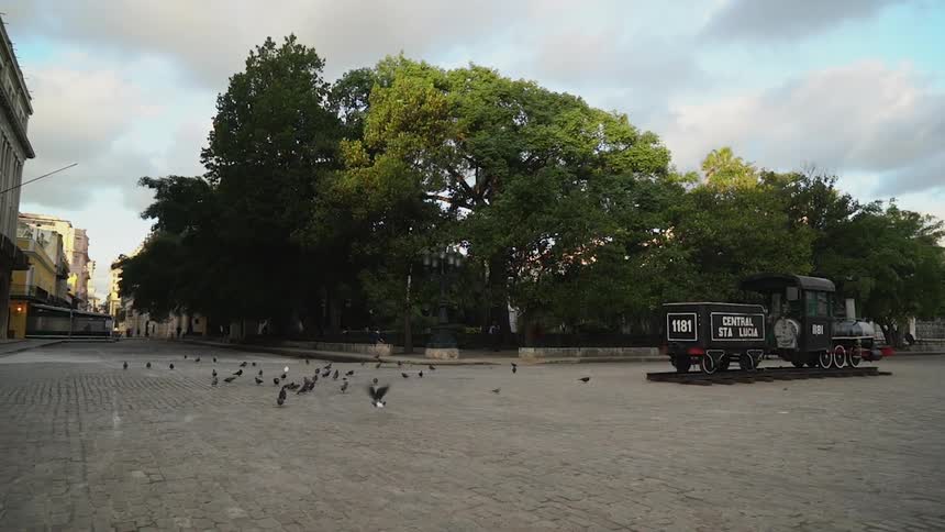 Birds eat and fly on the cobblestone road