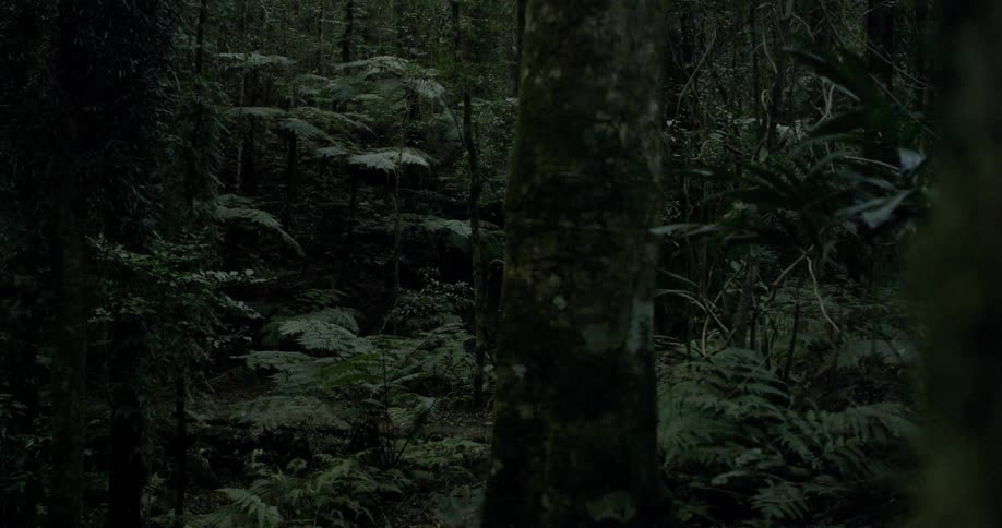 Foliage is shown in a forest at night