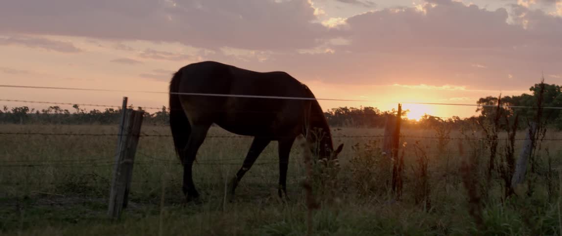 A horse grazes near a fence at dawn