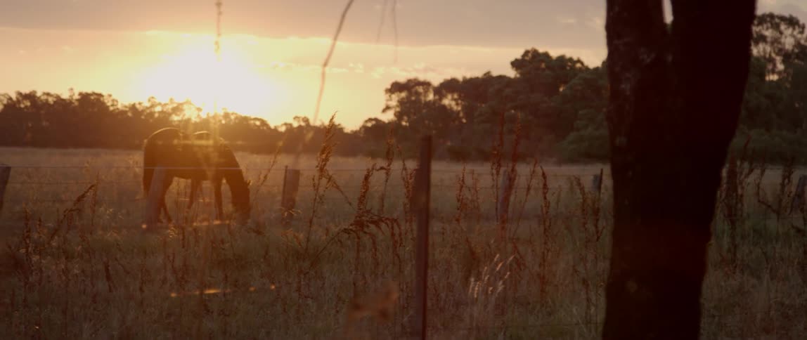 Horse grazing in a field at sunset