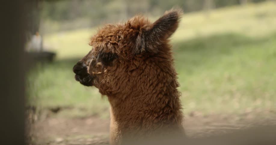 A llama is sitting in the grass relaxing