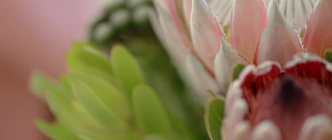 Close up of flower arrangement