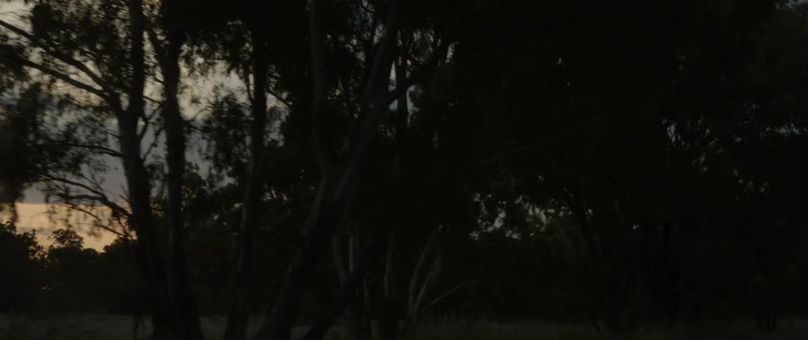 The sun sets behind trees