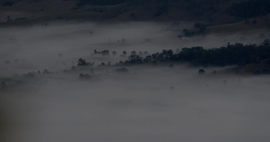 Fog hangs above trees in a canyon