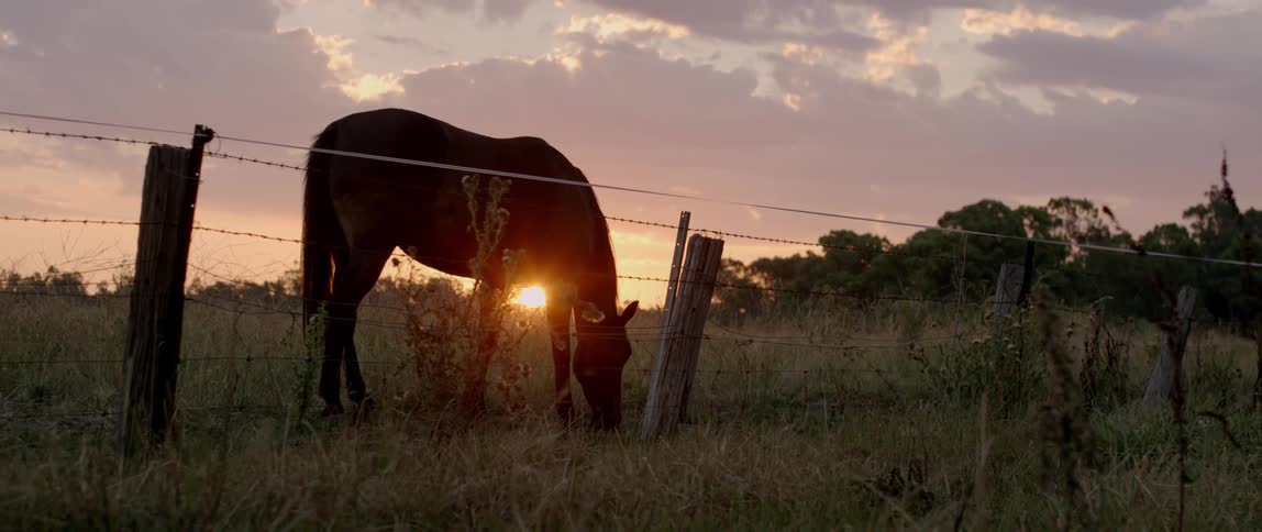 A horses grazes in a rural field at sunset