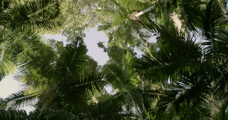 Palm trees and fronds hang in the sky