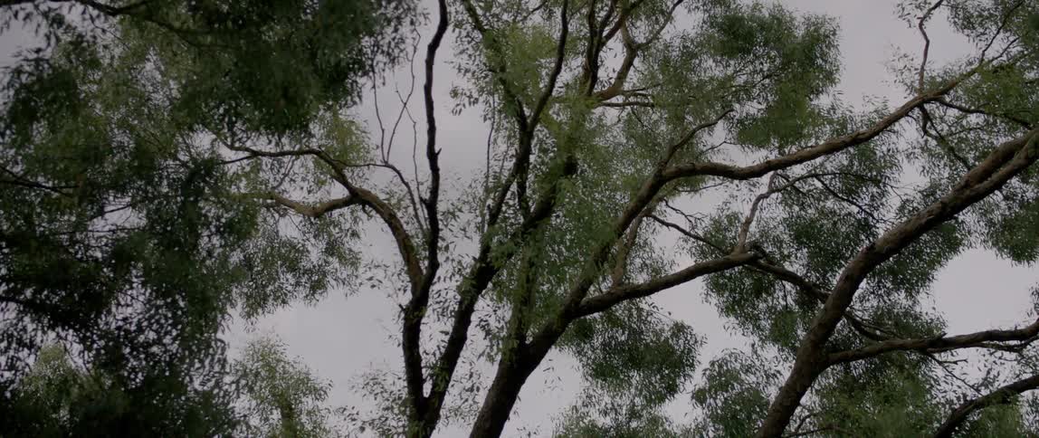 Wind blows through tall tree branches