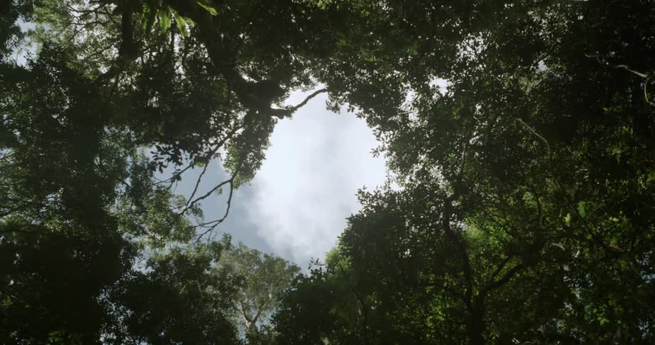 The trees have an opening above showing the clouds
