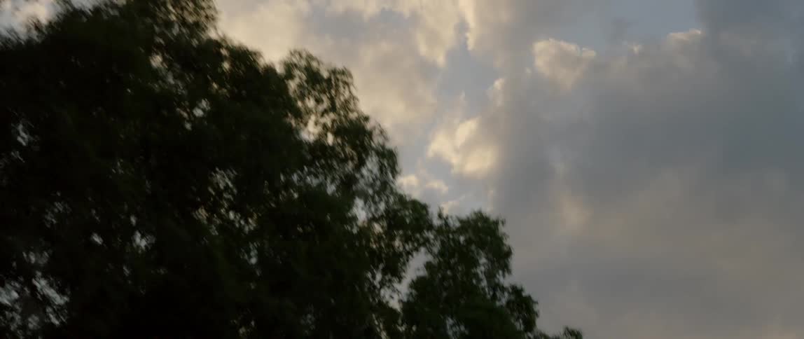 Gray clouds hover in the sky above tall trees during the day
