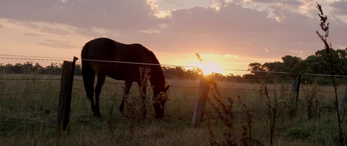A horse grazes near a fence at dawn
