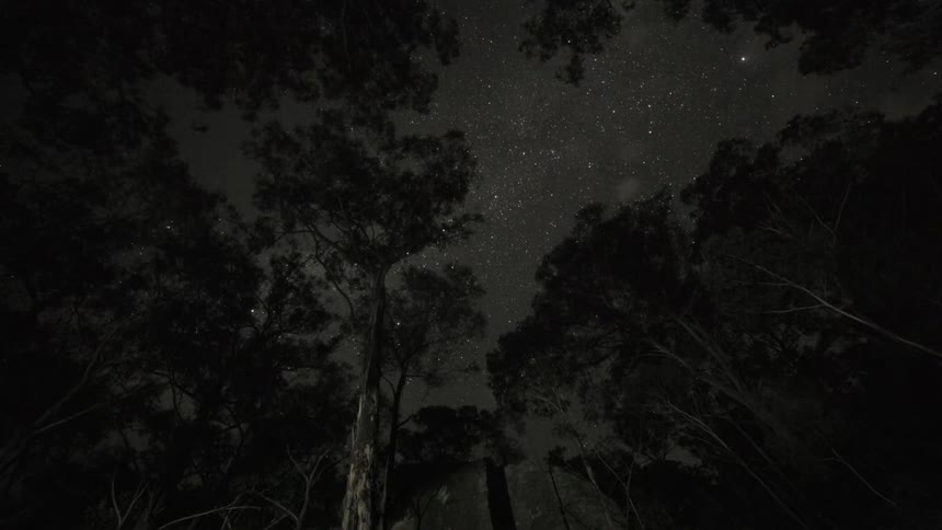 Looking up at stars thru the trees