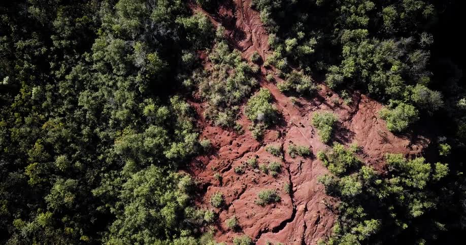 Trees cover a remote landscape
