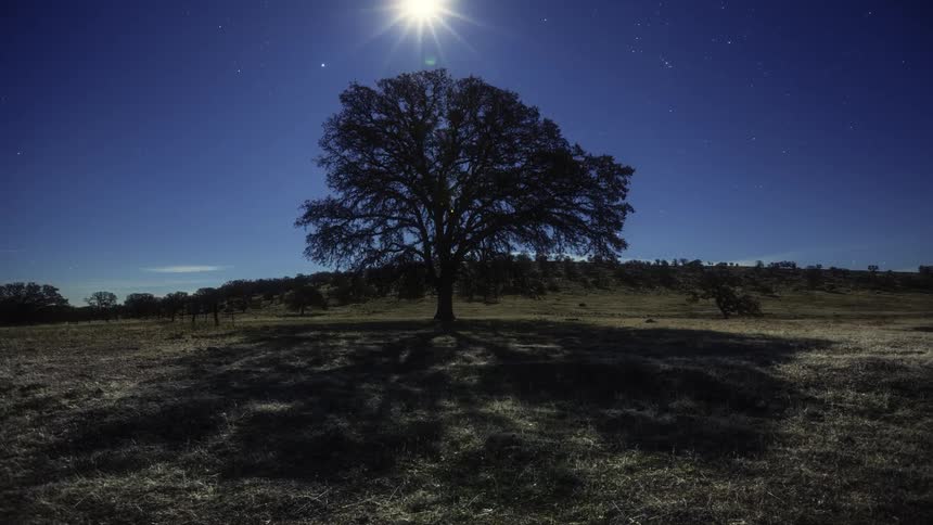 The moon travels across the sky casting shadows beneath a tree during the night