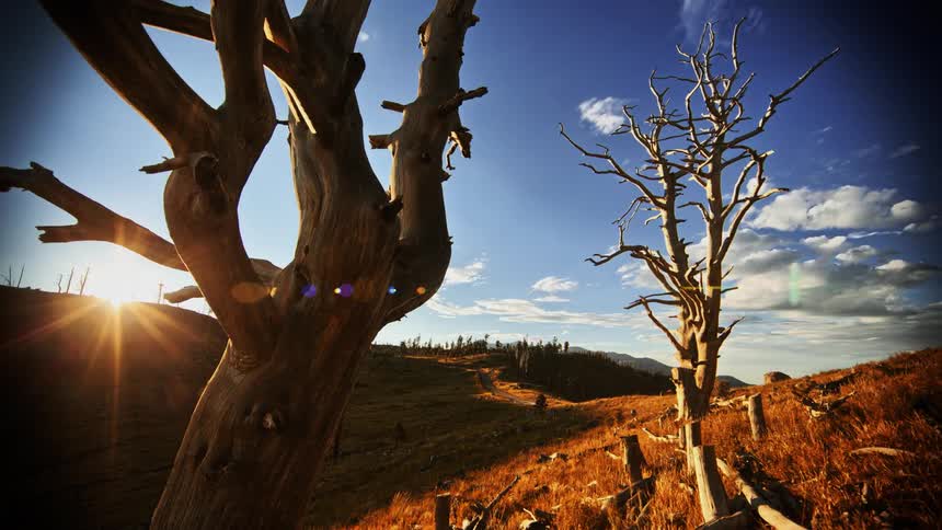 Gnarled trees on a hilly field on a sunny day