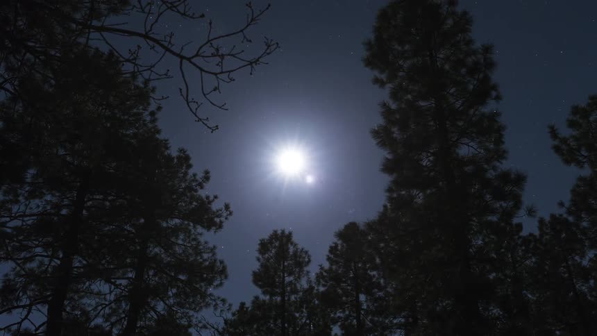 The moon shines above silhouetted trees