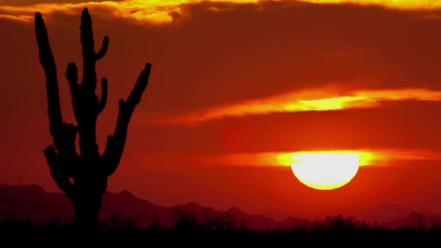 The silhouette of a cactus as the sun sets