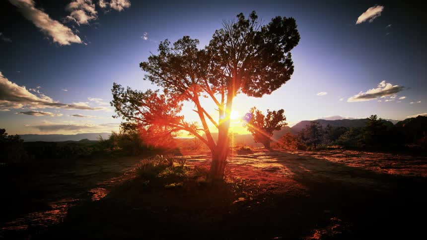 The sun shines through a desert tree while billowy clouds pass by quickly overhead