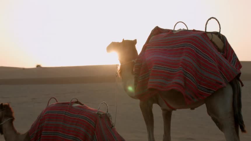 Camels with red blankets on backs in the middle of the desert