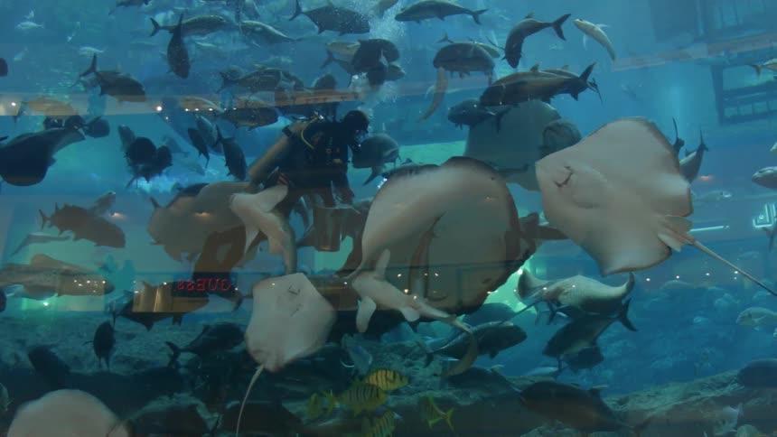 A scuba diver surrounded by stingrays and sharks and fish