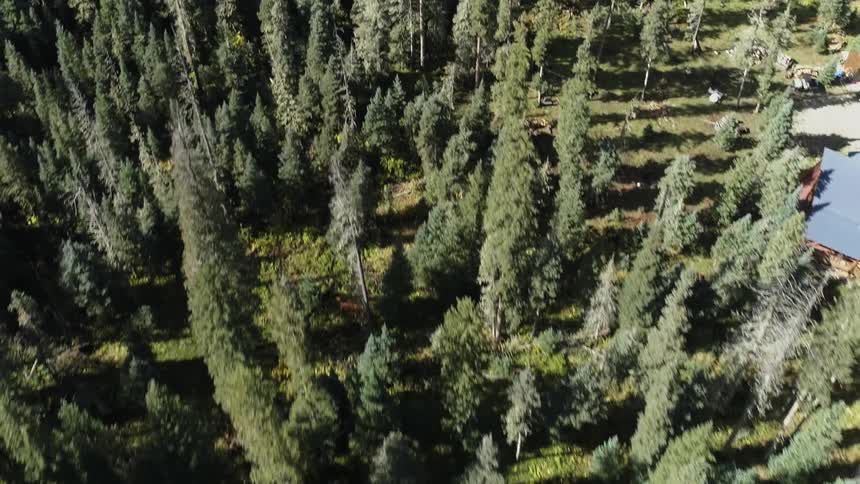 The forest is very full with a single house in the middle