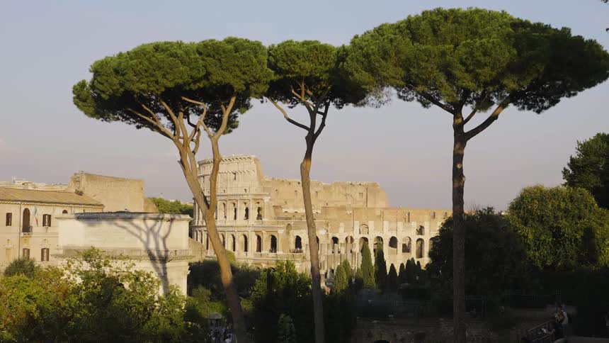 Three tall trees are in front of the colosseum