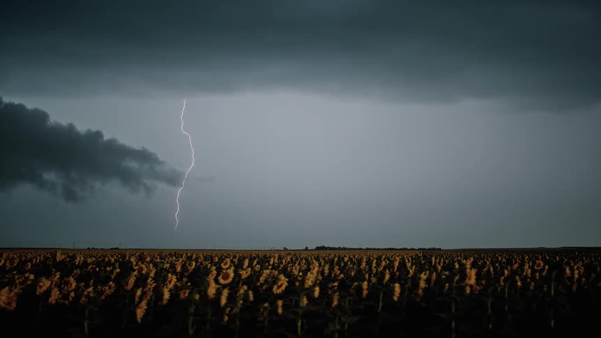 Lightning flashes over a rural sunflower field