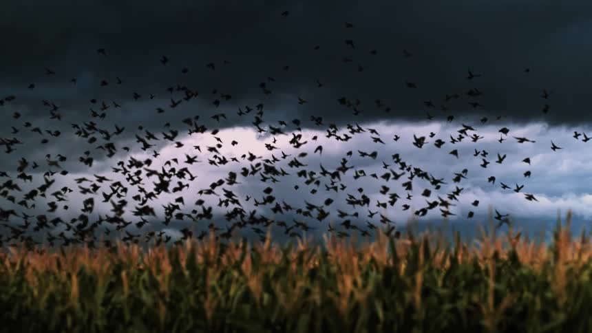 A flock of birds fly over the field