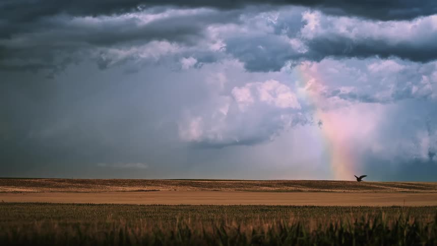A bird flies over a field with rain clouds overhead