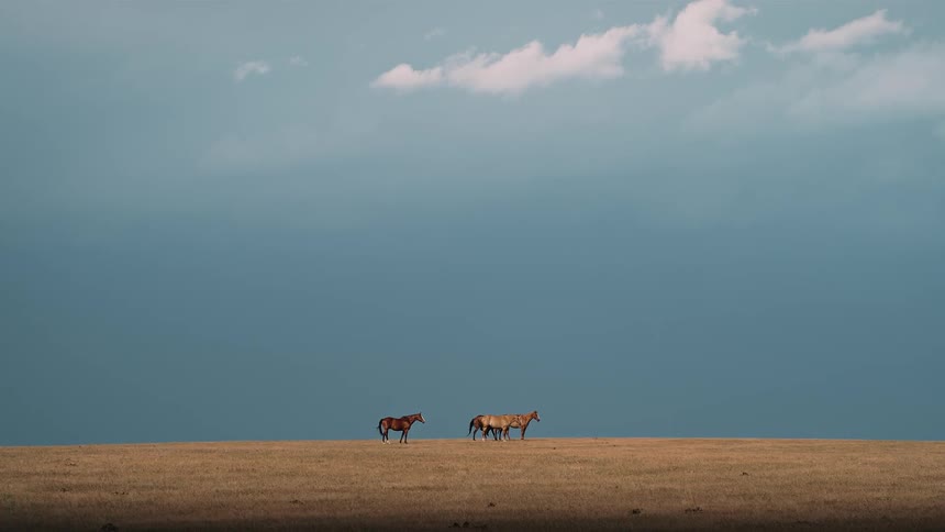 Lightning flashes near horses in a rural field