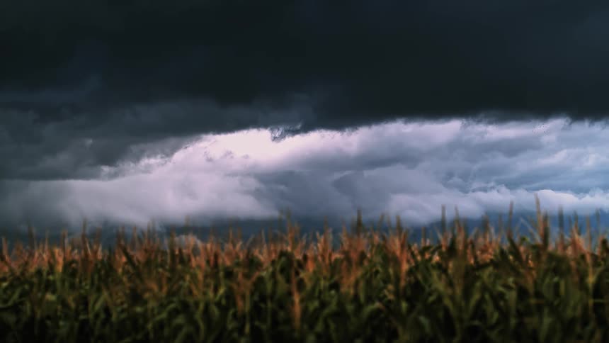 Storm clouds gathered over a crop field