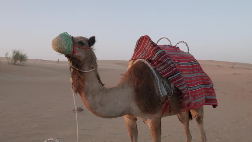 Camel with a red blanket stands in the desert on a windy day