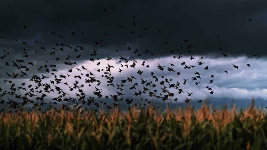 Birds fly low over a field of crops on a cloudy evening