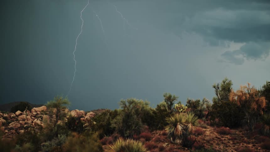 Lightning striking down on spiky vegetation