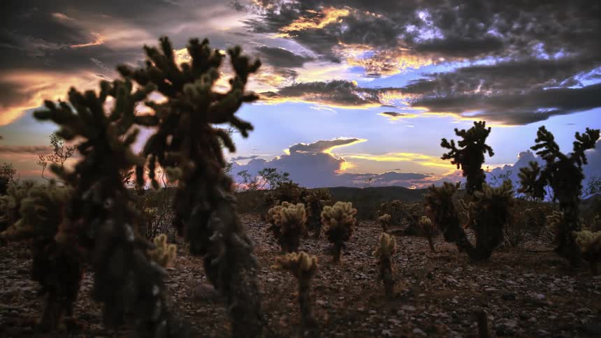 The sun sets over cactus in the desert