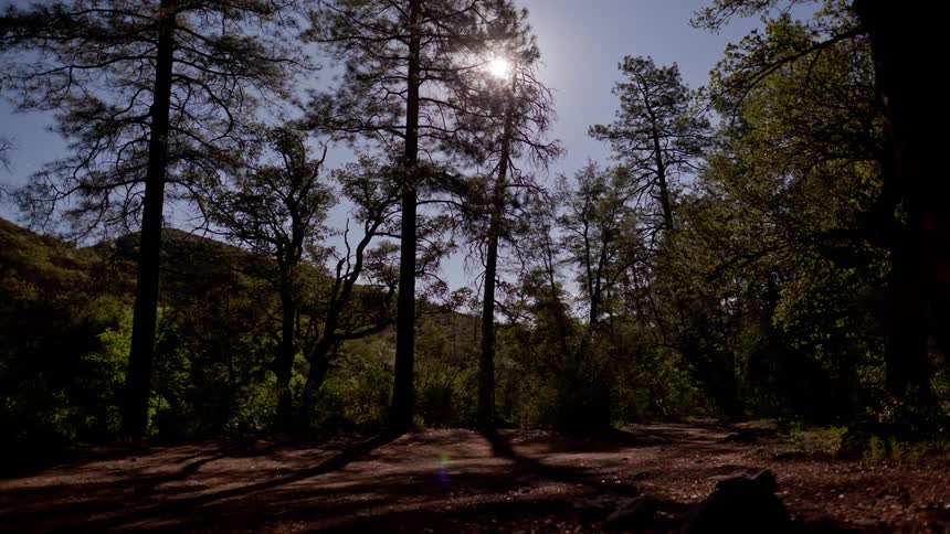 The forest has tall trees leading to a hill