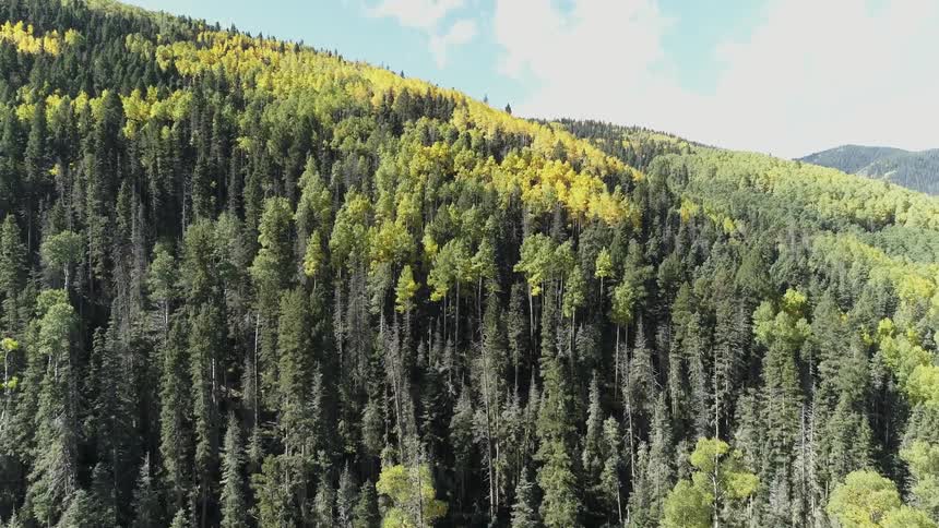 Tree covered mountainside on a sunny day