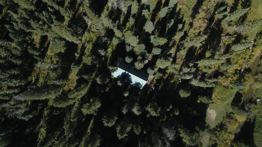 Trees surround buildings in a heavily forested area
