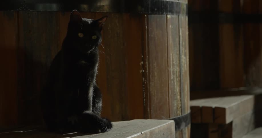 A black cat is sitting near a large barrel