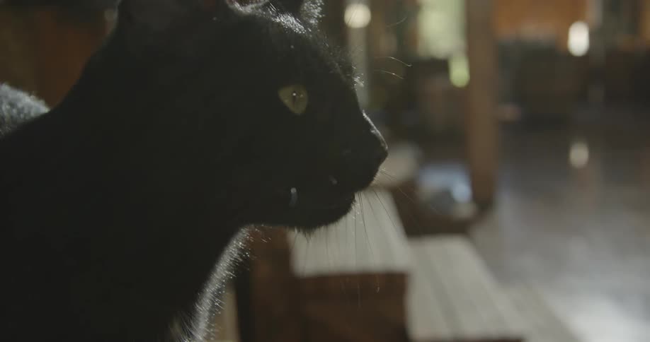 Black cat meowing while sitting near some stairs