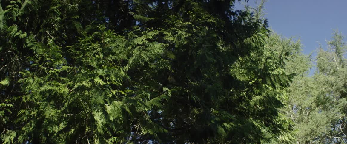 Tree branches thick with green leaves