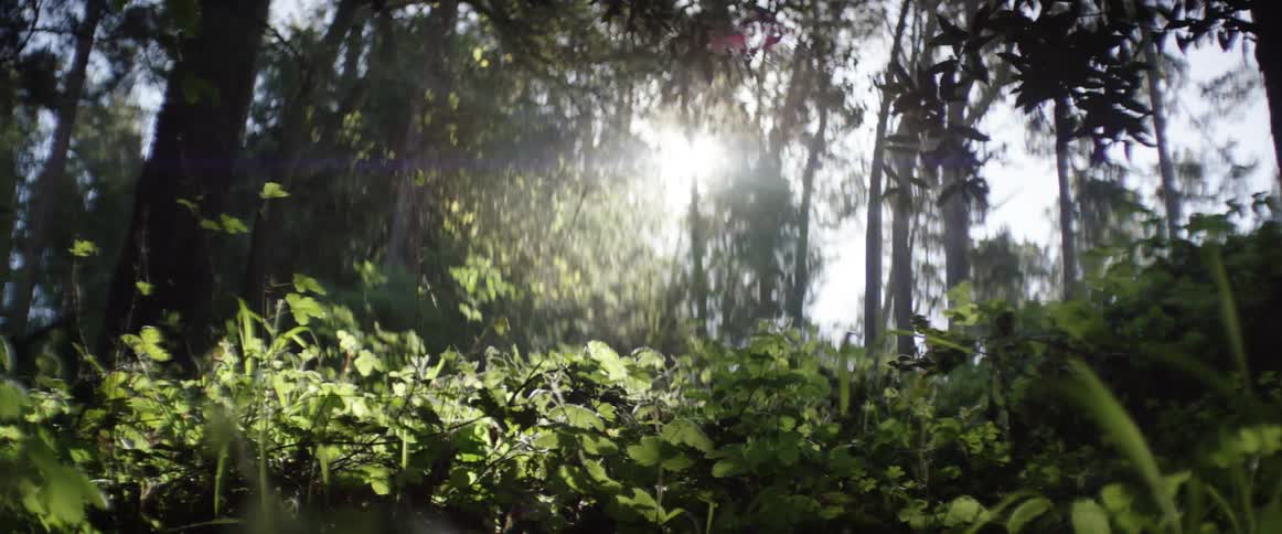 View of a leafy forest with the sun shining through the trees